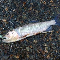 夏の風物詩「ハス」